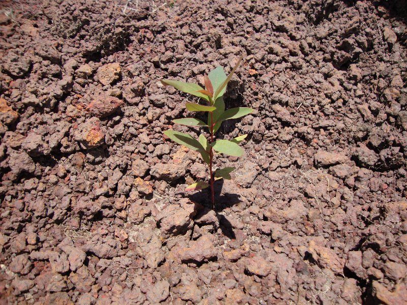 Eucalyptus Pellita Seedling Planted In Rocky Soil Tree Nation Project S Updates