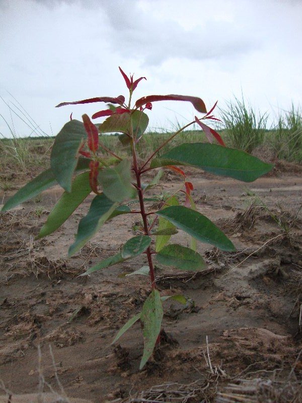 Eucalyptus Pellita With Tell Tale Red Leaves Tree Nation Project S Updates